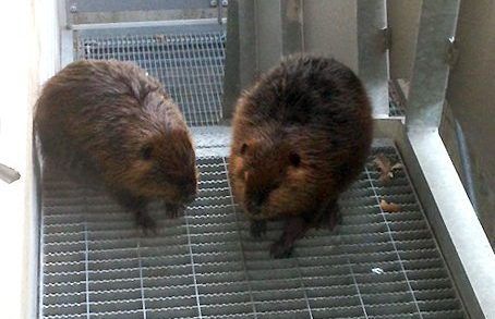 Two beavers on Ottawa Airport stairwell
