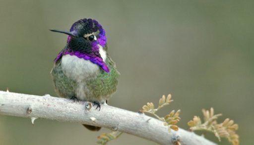 Male Costa's hummingbird