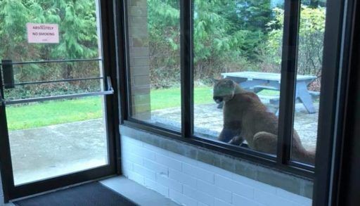 Cougar at Port Hardy hospital