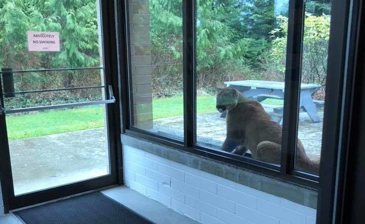 Cougar at Port Hardy hospital