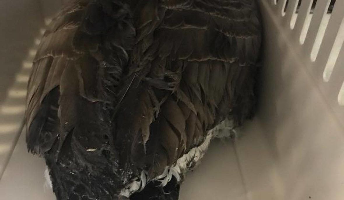 Oil-covered Canada goose