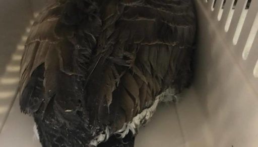 Oil-covered Canada goose