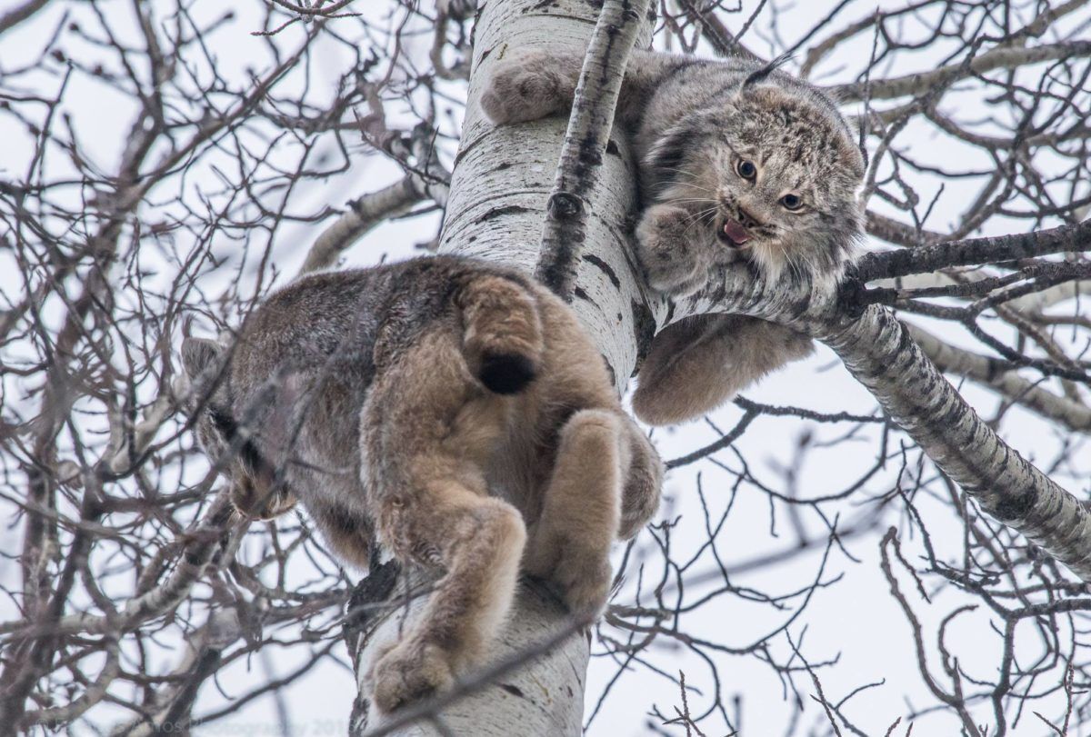 Lynx in treetop