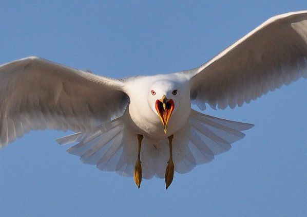 Swooping seagull
