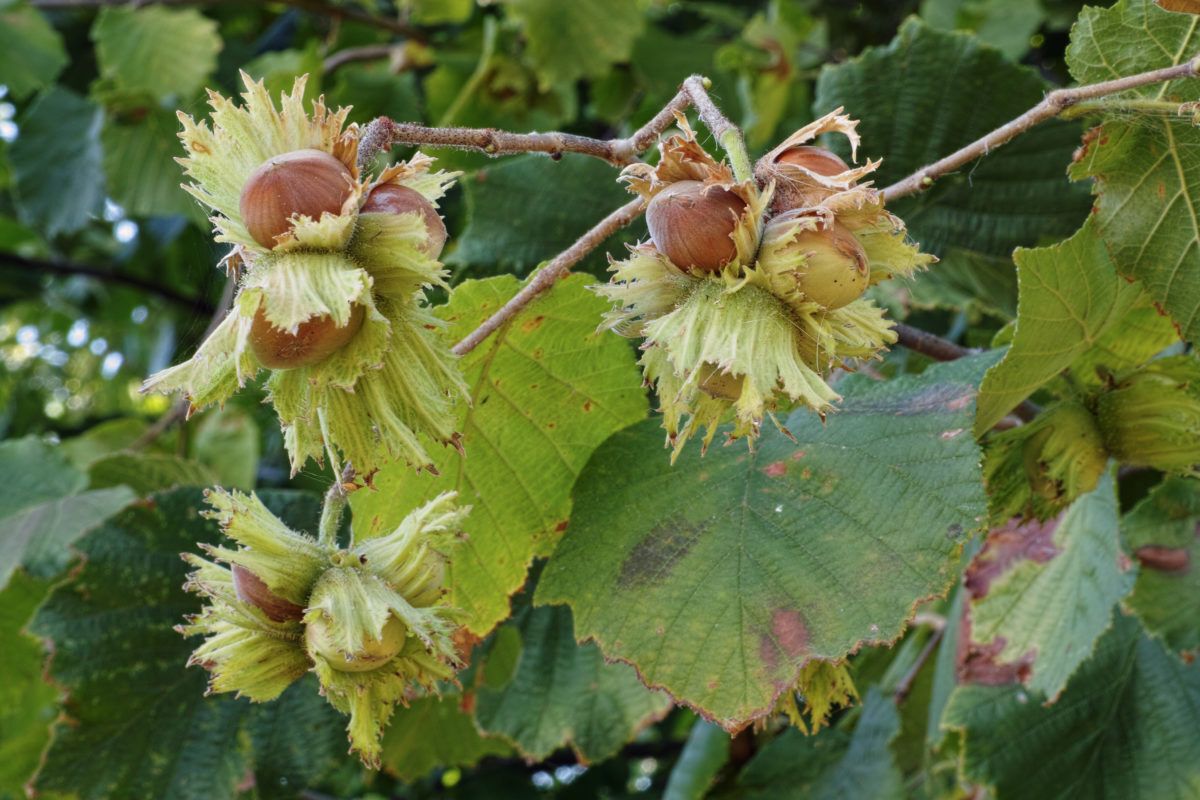 hazelnut-tree