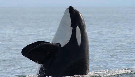 A southern resident killer whale emerging from the water