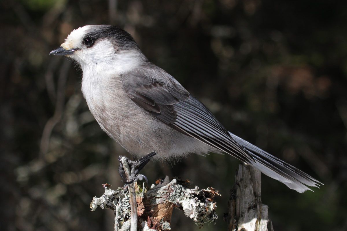 Gray jay