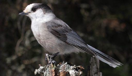 Gray jay
