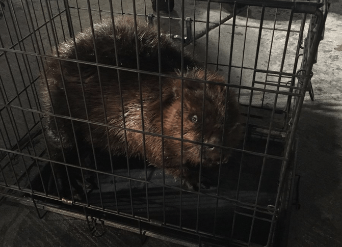 Trapped Waterloo beaver