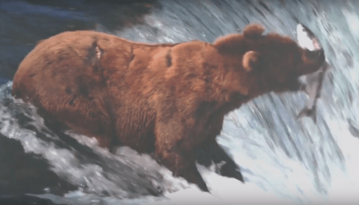 cottagers and steelhead salmon