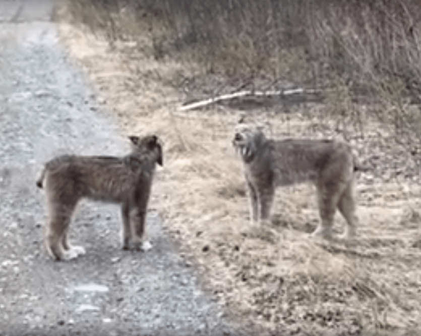 shrieking lynx