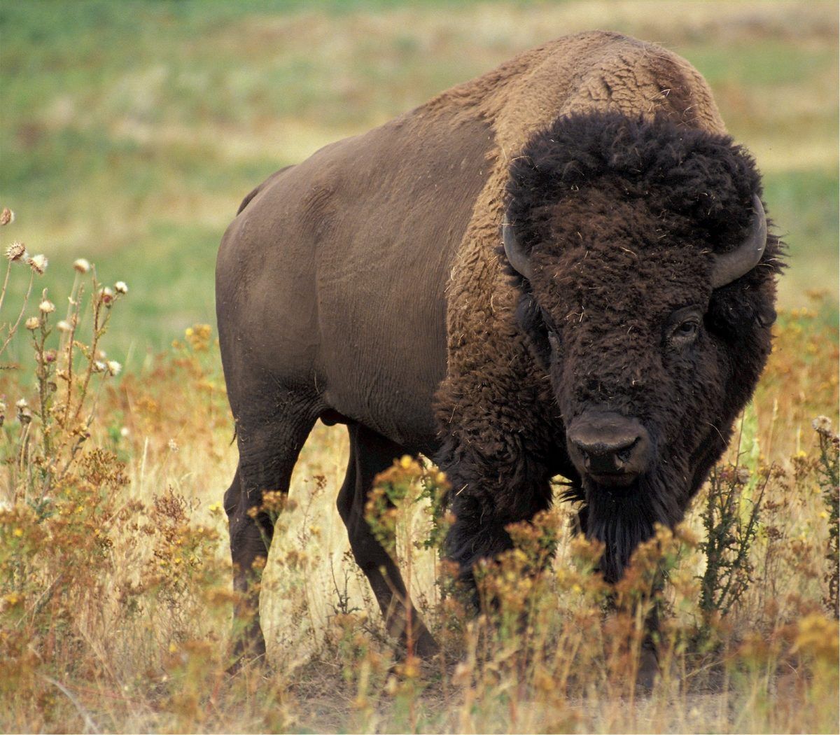 A wood bison