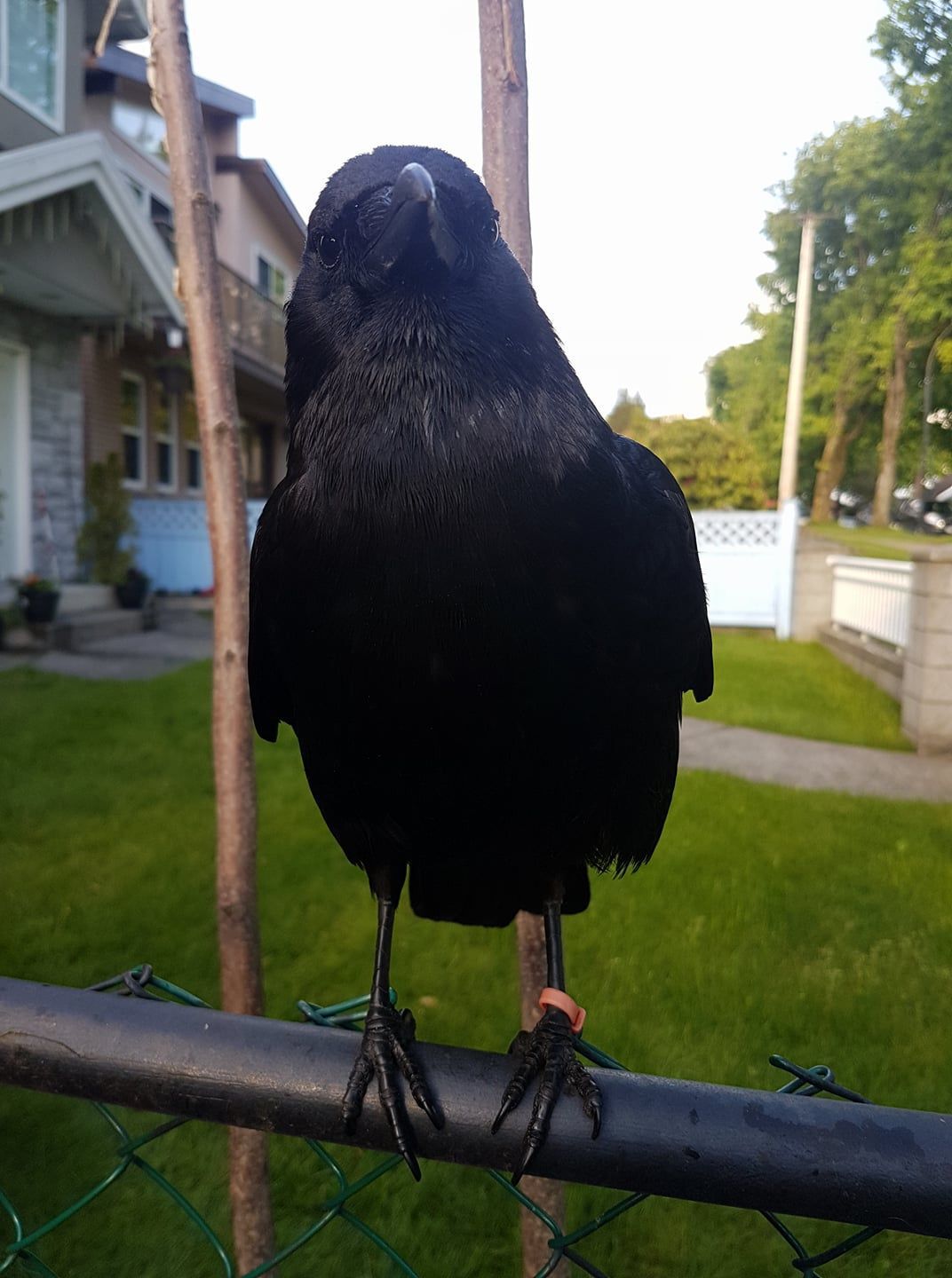 Canuck the crow