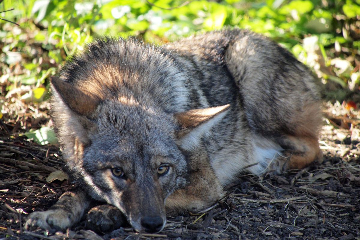 Coyote curled up on ground