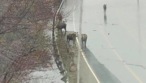 Moose on flooded highway