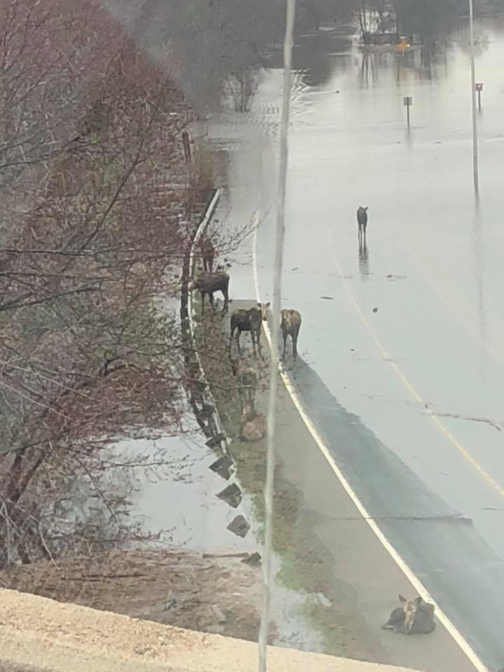 Moose on flooded highway