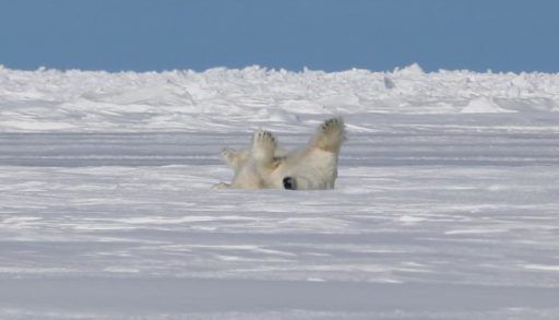 Polar bear rolling in snow