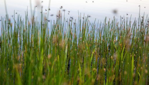 mosquitos-flying-in-marsh