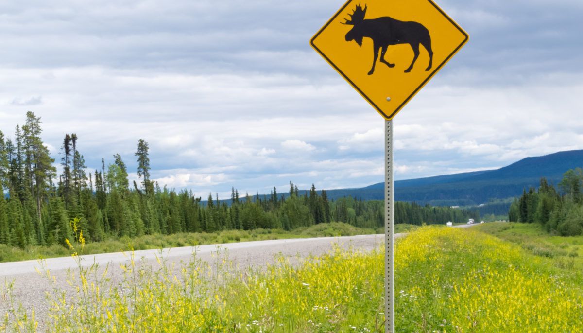 moose crossing sign