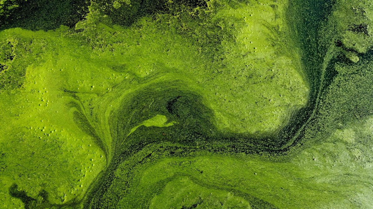 algal-blooms-in-lake