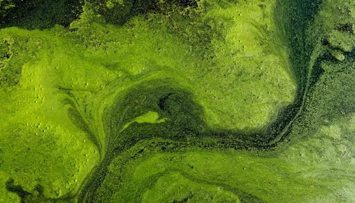 algal-blooms-in-lake