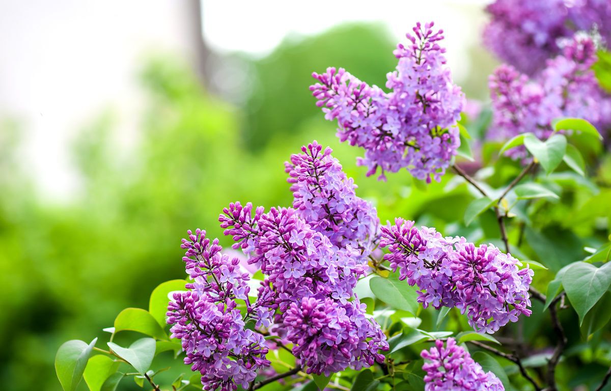spring-branch-of-blossoming-lilac