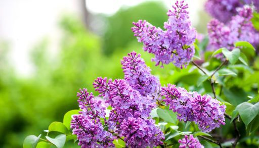 spring-branch-of-blossoming-lilac