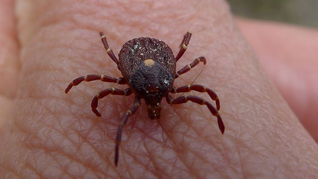 Tick on human skin