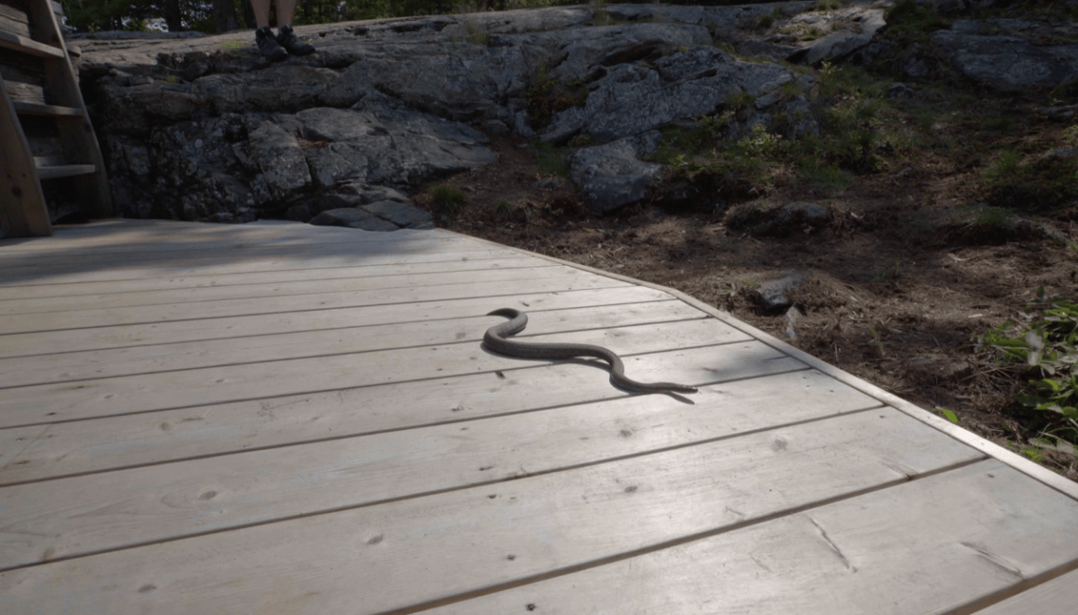 snake-on-a-dock