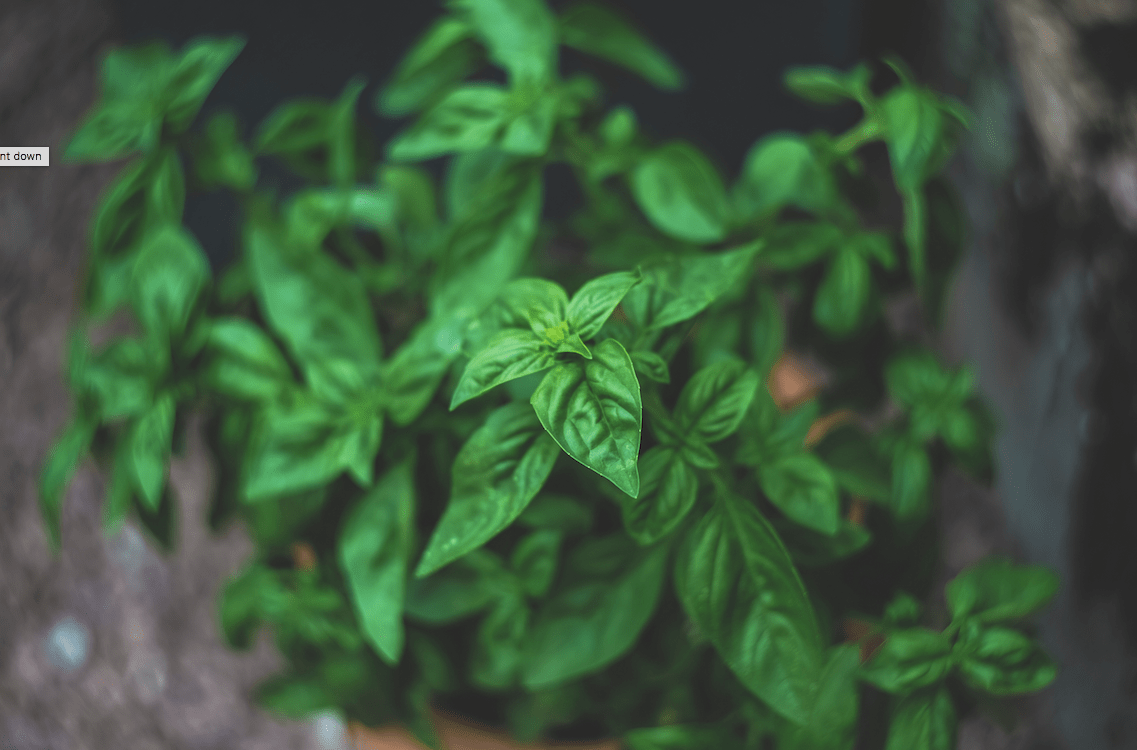 Basil