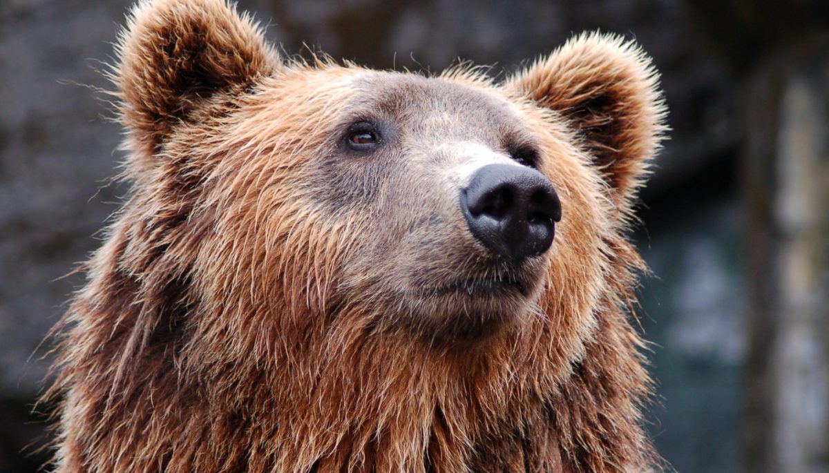Brown bear