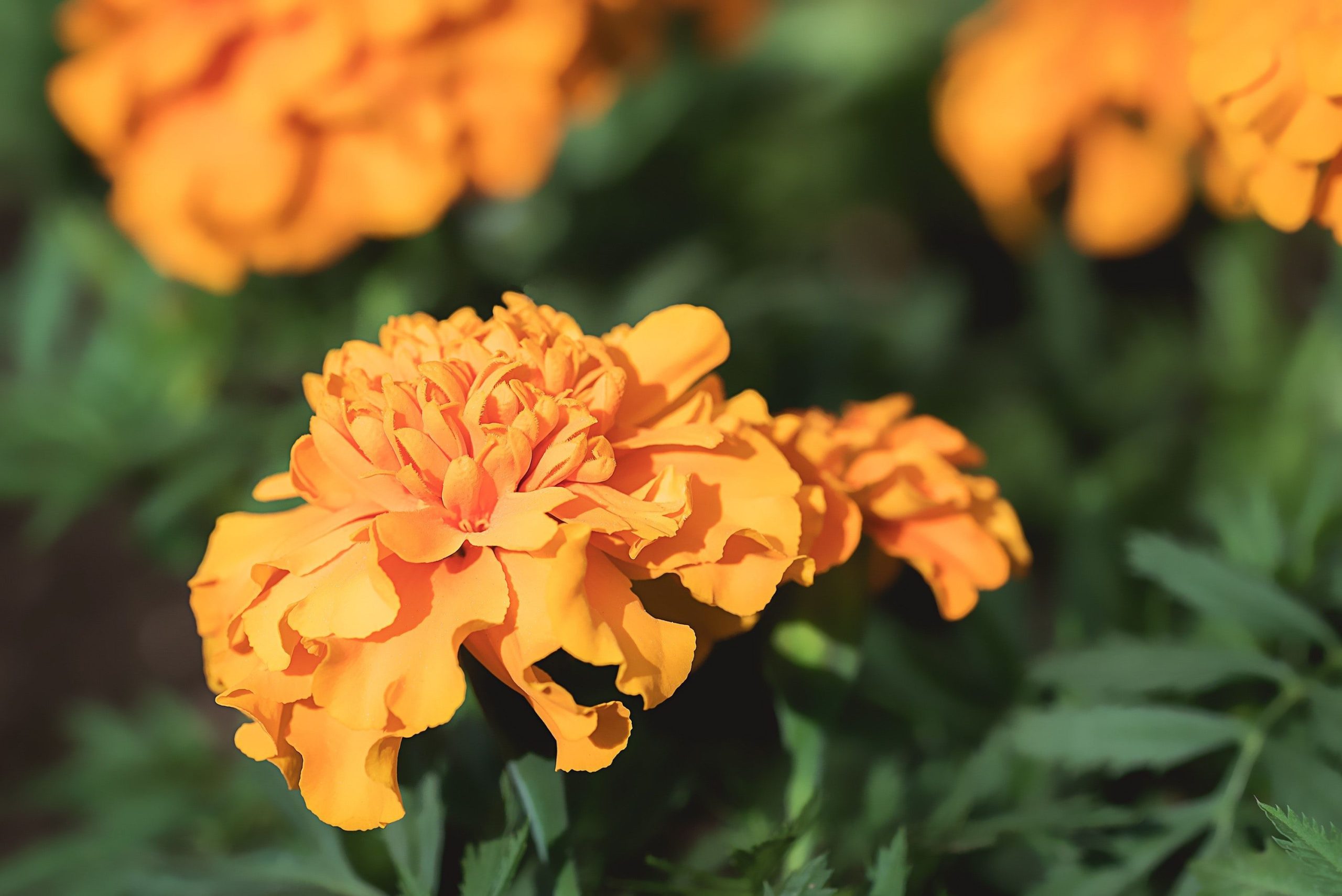 Marigolds