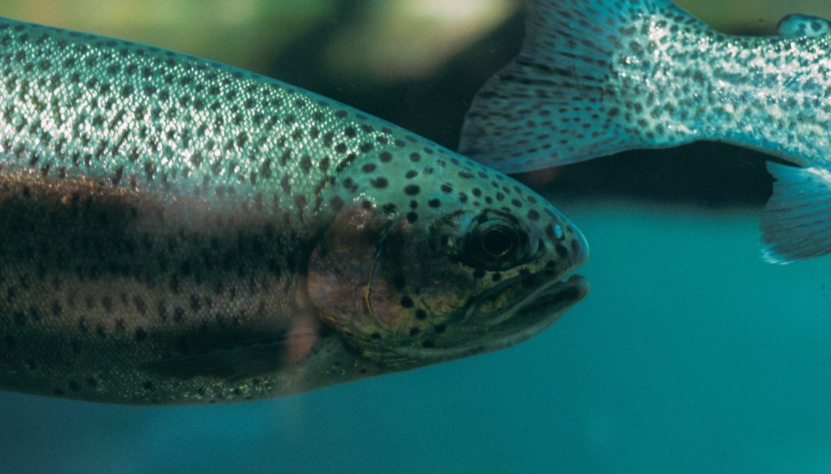 Trout underwater