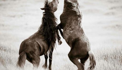 Wild horses of Sable Island