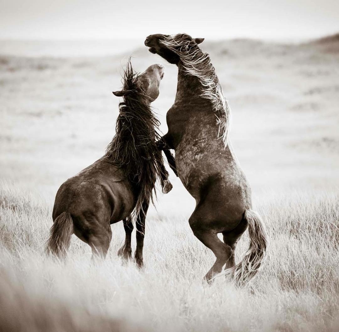 Wild horses of Sable Island