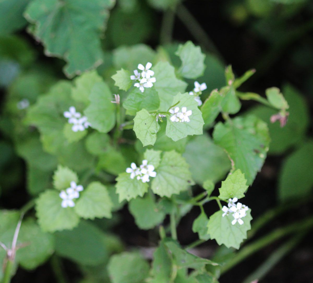 garlic-mustard-plant
