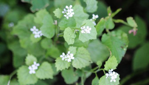 garlic-mustard-plant