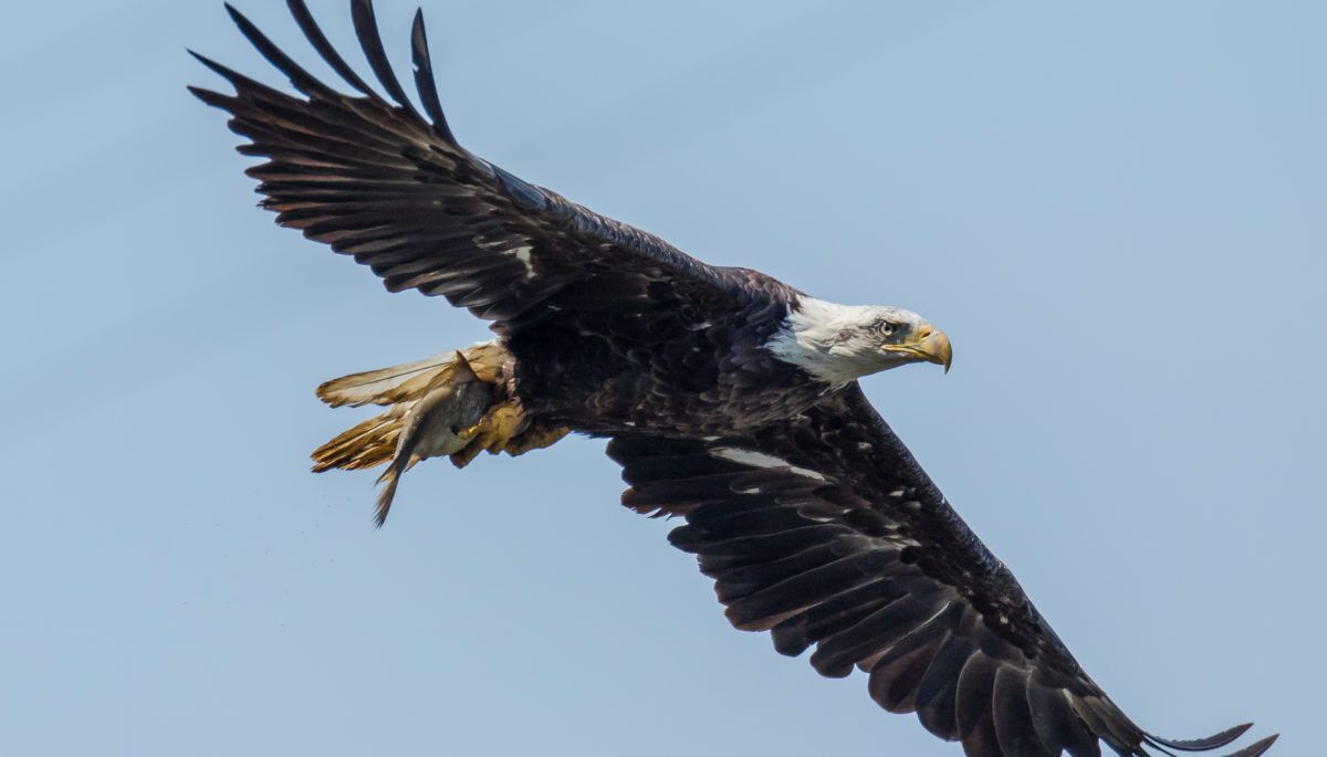 bald-eagle