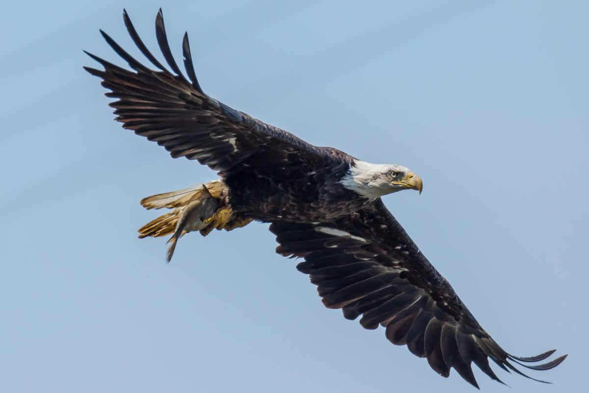 bald-eagle