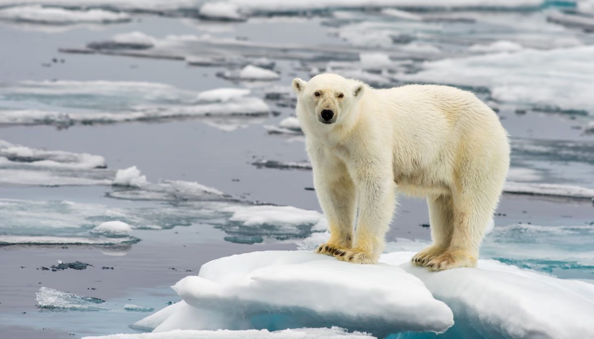 Polar-bear-on-melting-ice