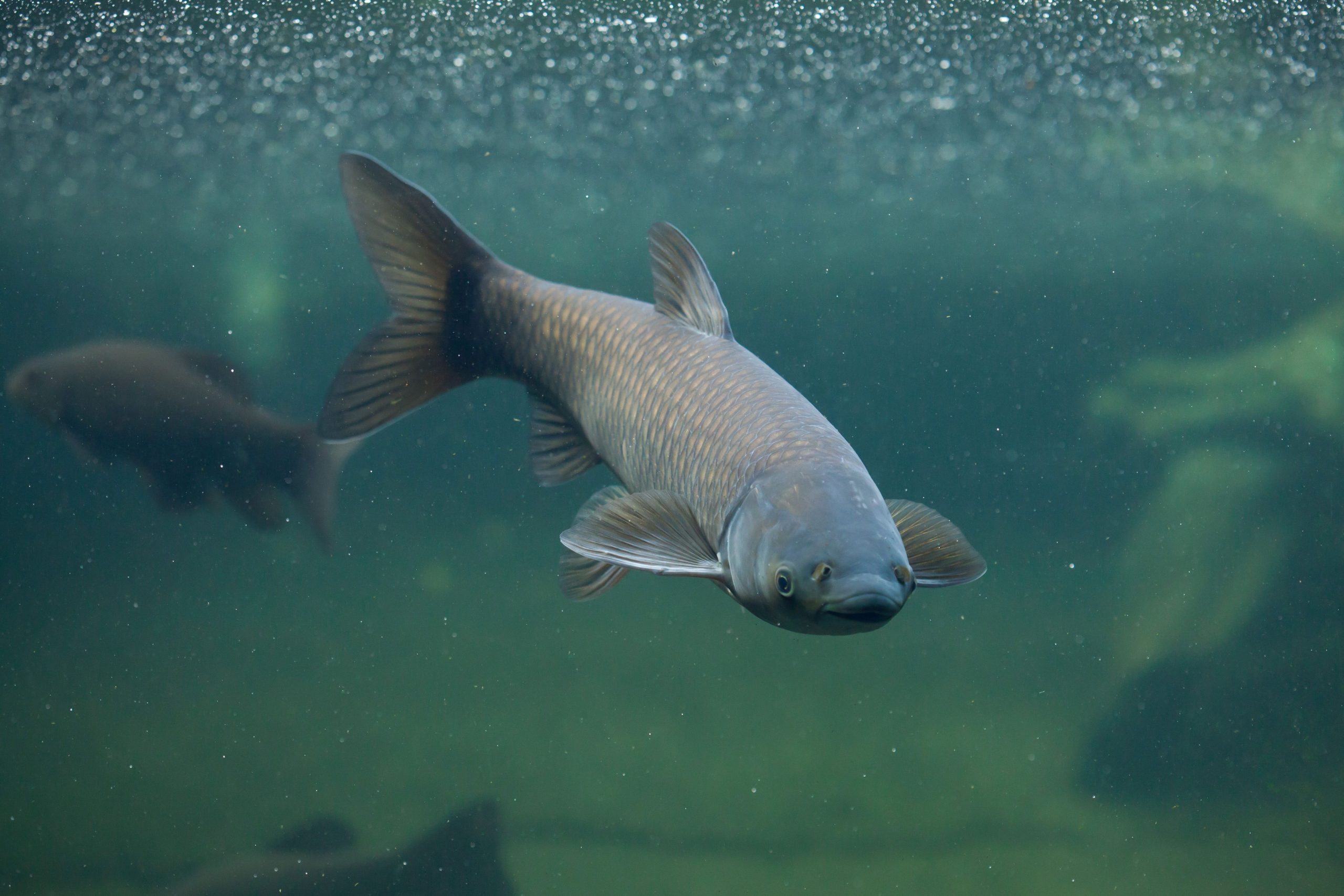 Asian carp