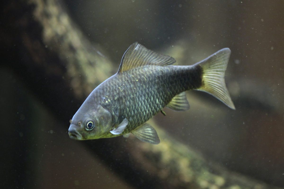 Prussian-carp