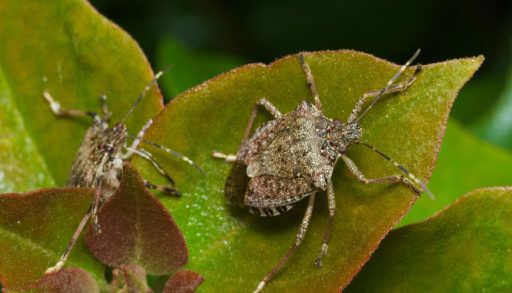 Brown-marmorated-stink-bug