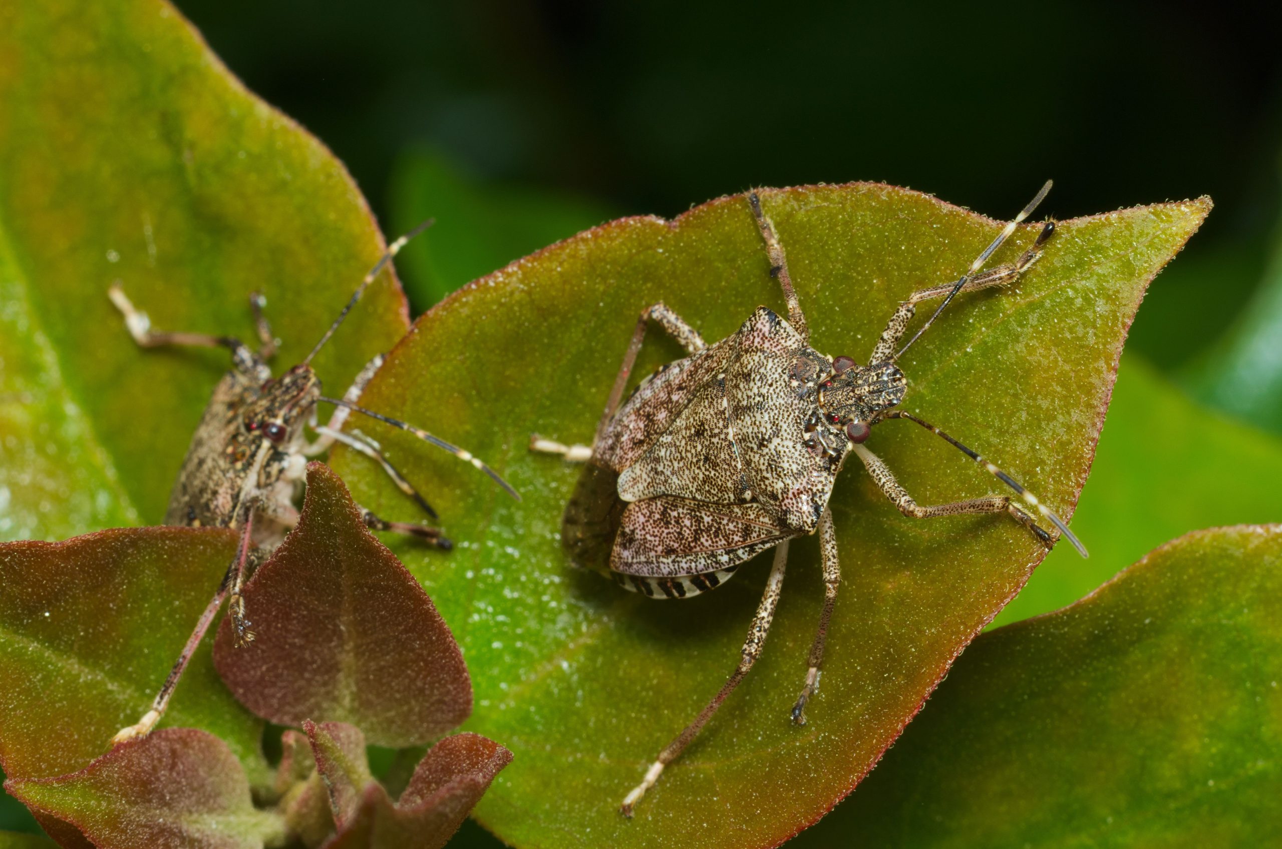 Brown-marmorated-stink-bug