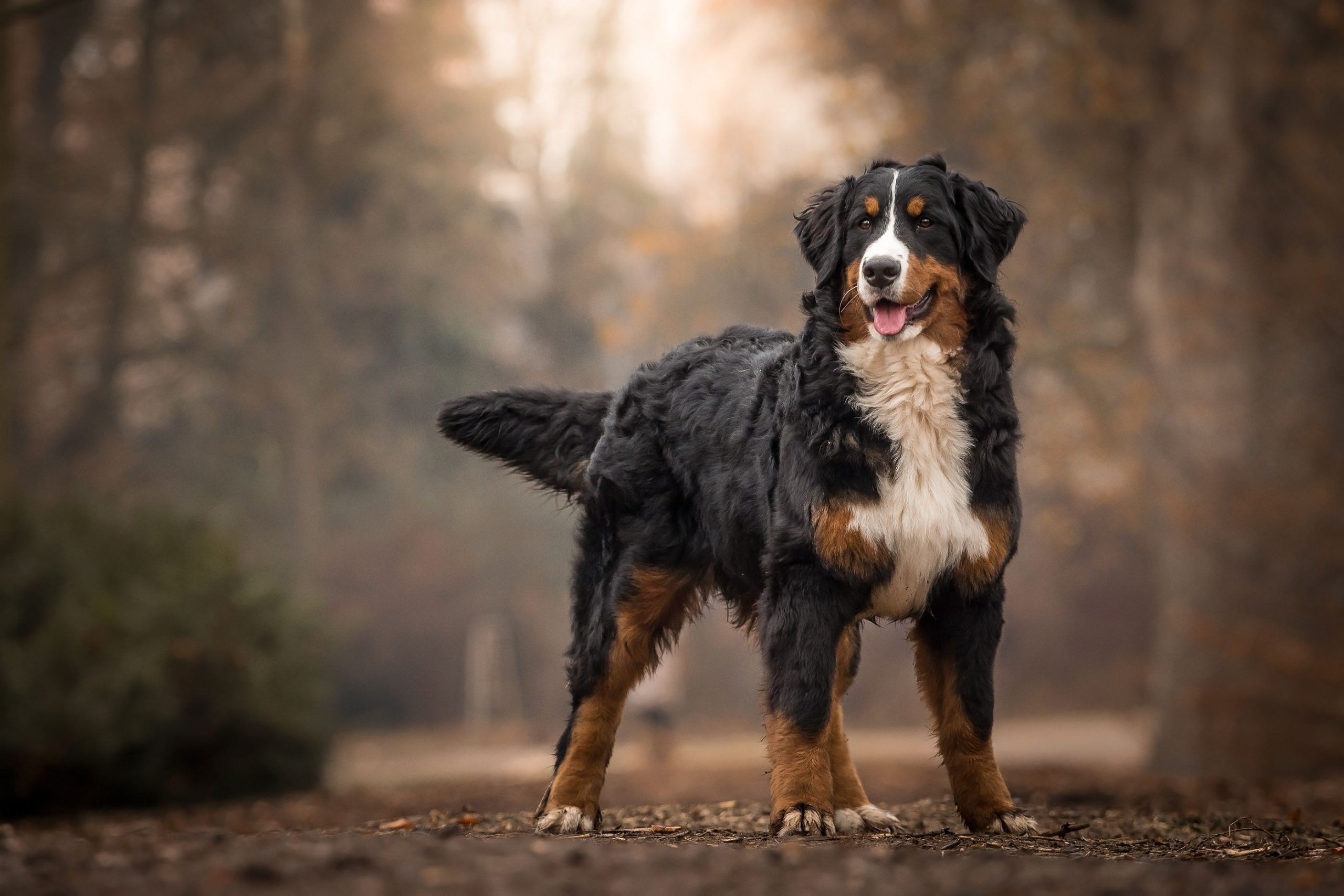 Bernese-Mountain-Dog