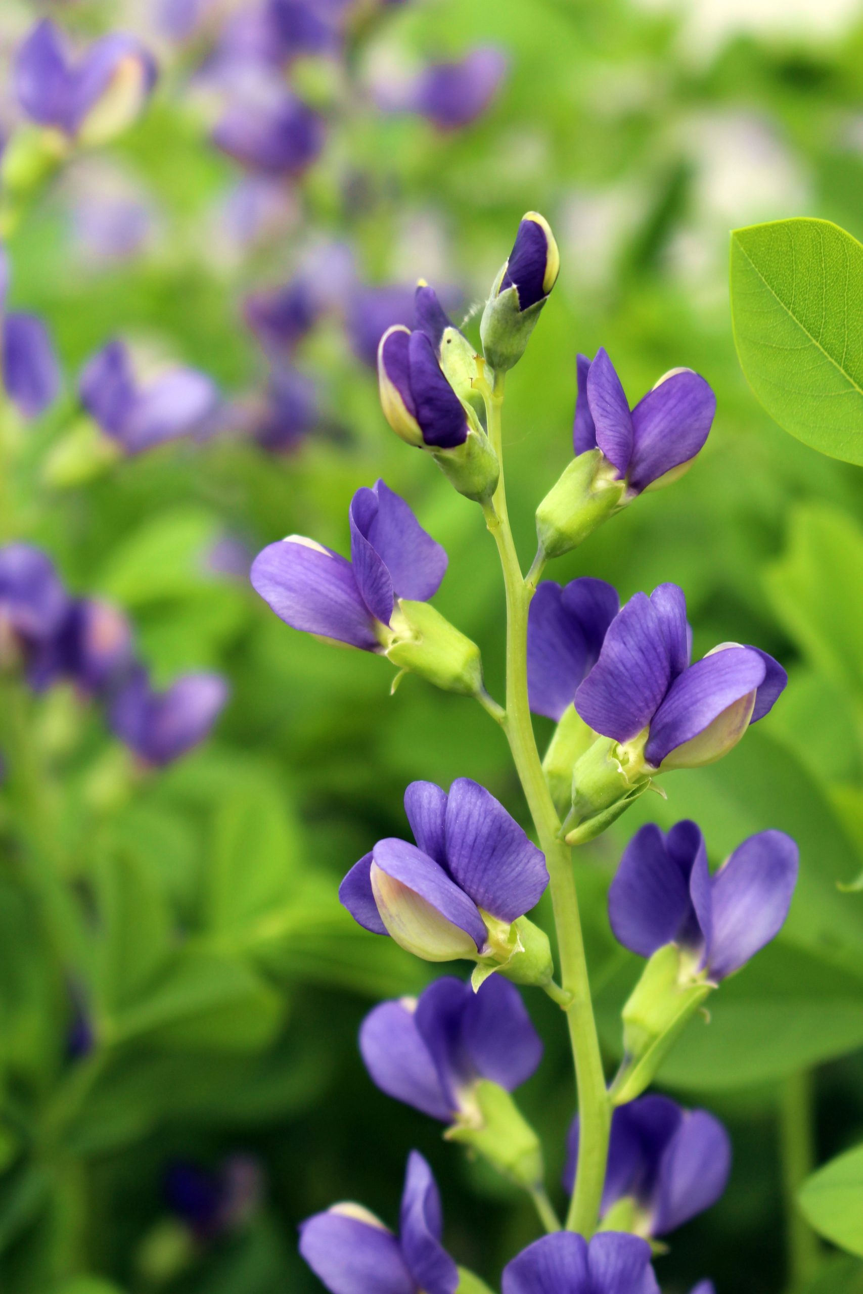 Blue-false-indigo