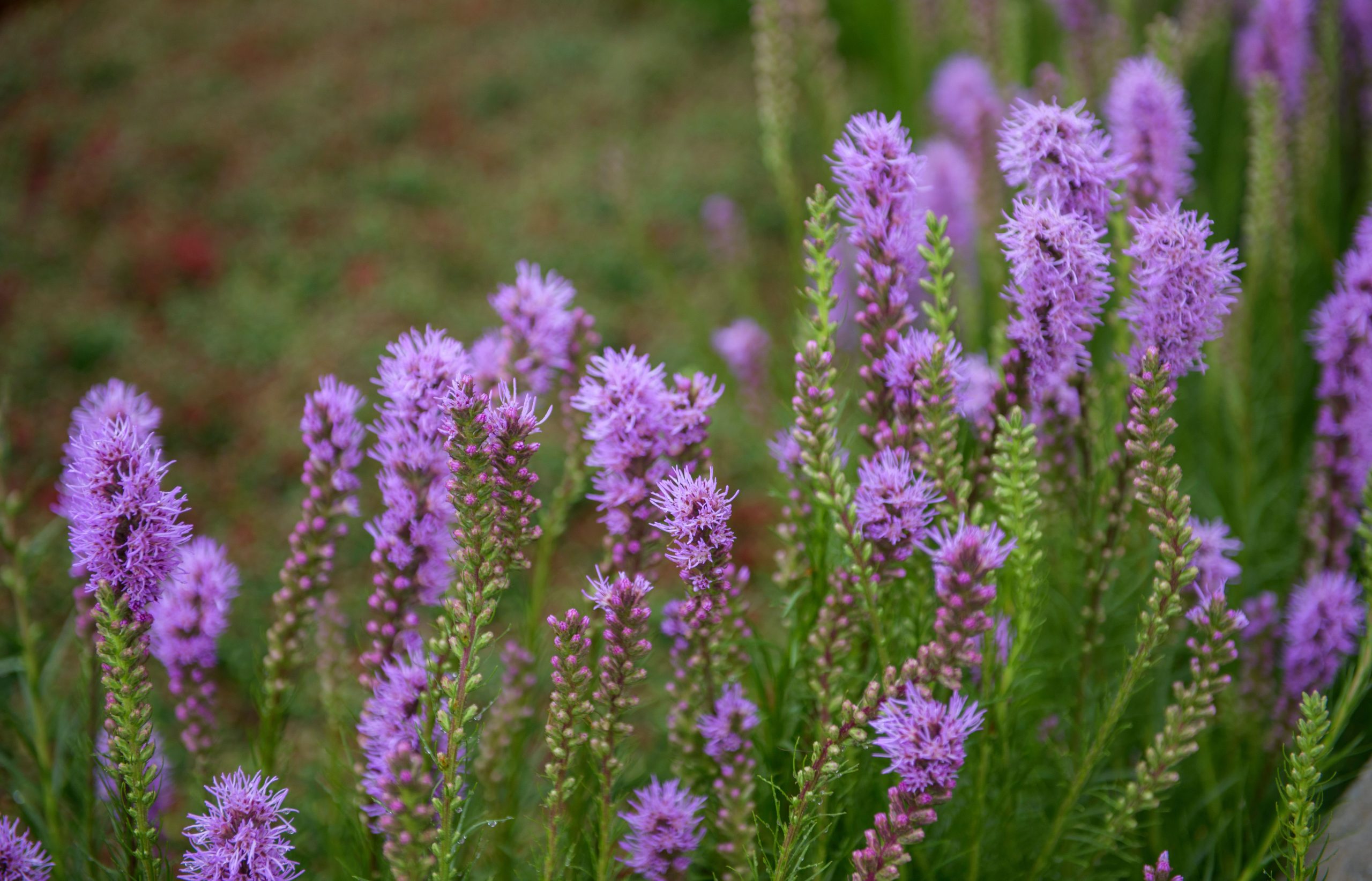Dense-blazing-star