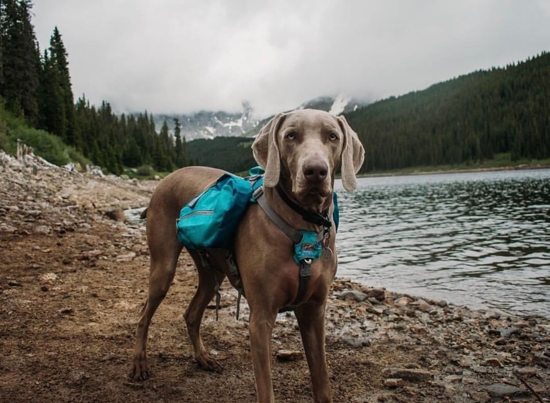 Dog wearing Kurgo Baxter Dog Backpack
