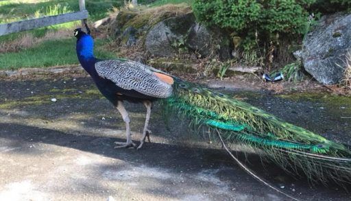 Peacock in Surrey