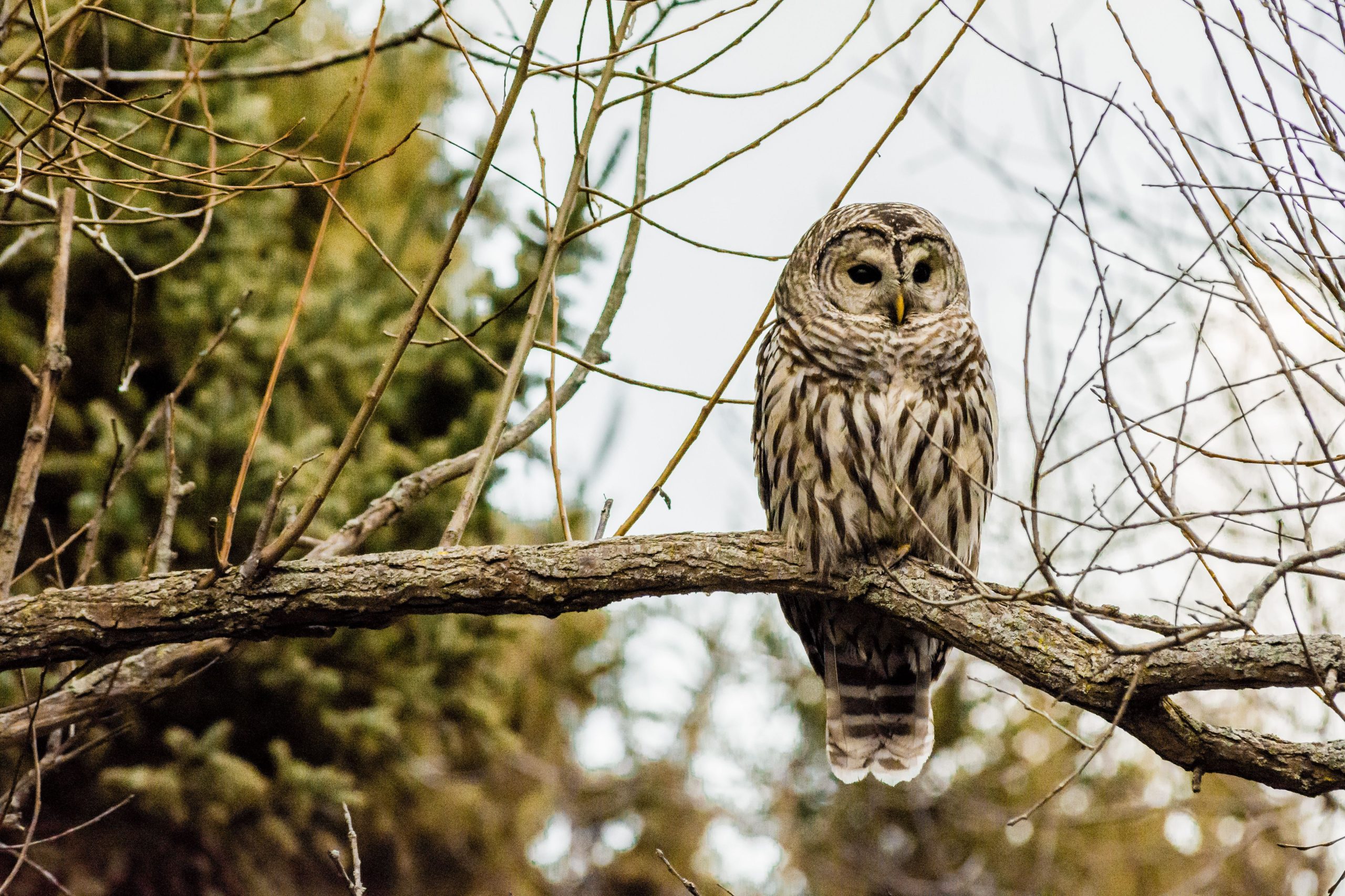 Barred owl